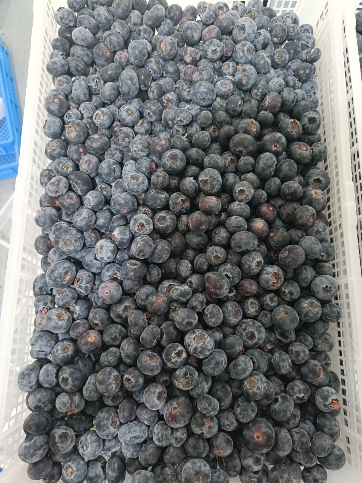 Premium Berries