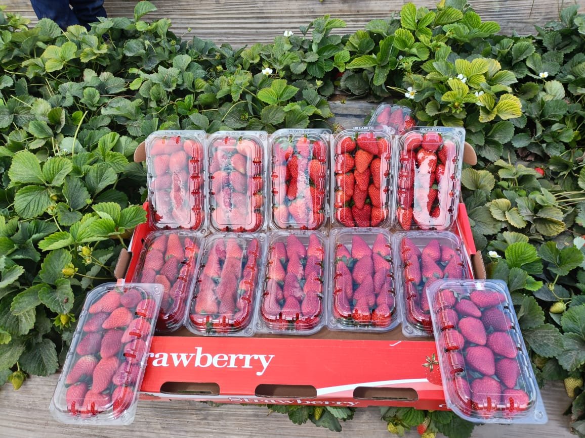 Strawberries