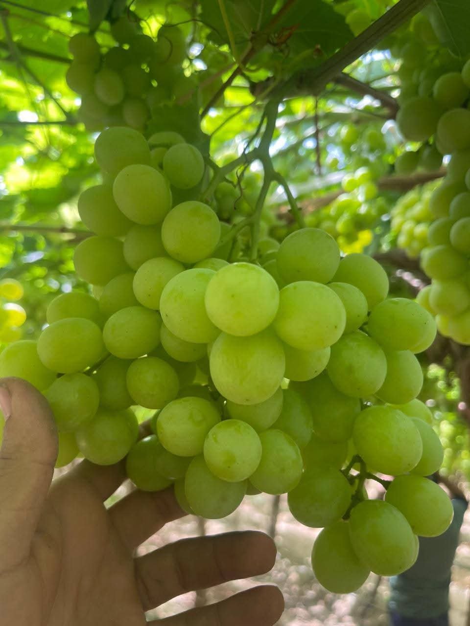 Table Grapes